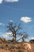 Cottonwood Tree #1 - Damian Kolbay Photography