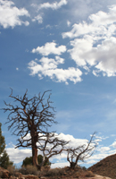 Cottonwood Tree #2 - Damian Kolbay Photography