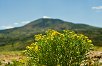 Mountain Flowers - Fishlake NF - Damian Kolbay Photography