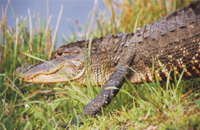 Watchful Alligator - Damian Kolbay Photography