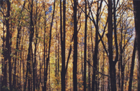 Fall Colors - Damian Kolbay Photography