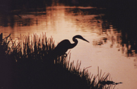 Heron Silhouette at Sunset - Damian Kolbay Photography