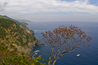 Reaching Tree - Damian Kolbay Photography