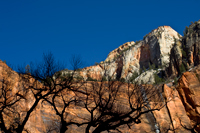 Cottonwood Silhouette - Damian Kolbay Photography