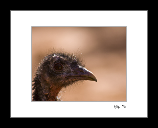 Curious Turkey - Zion National Park (Turkey_Head) - Damian Kolbay Photography