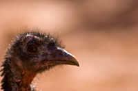 Curious Turkey - Damian Kolbay Photography