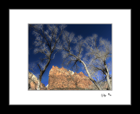 Cottonwoods in Zion - Zion National Park (ZionCottonwoods) - Damian Kolbay Photography