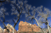 Cottonwoods in Zion - Damian Kolbay Photography
