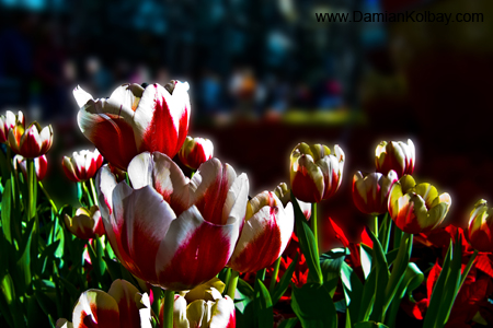Tulips at the Bellagio 2 - IMG_3741