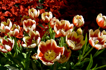 Tulips at the Bellagio 3 - IMG_3742