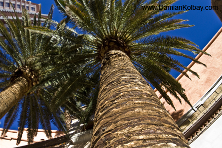 Looking up at a Plam Tree - IMG_3762