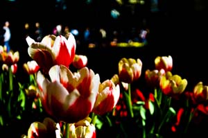 Tulips at the Bellagio - IMG_3740