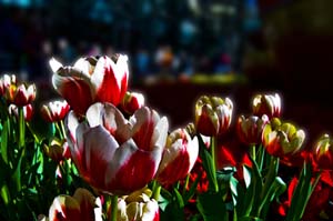 Tulips at the Bellagio 2 - IMG_3741